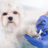 Sečenje noktiju i čišćenje ušiju psima i mačkama